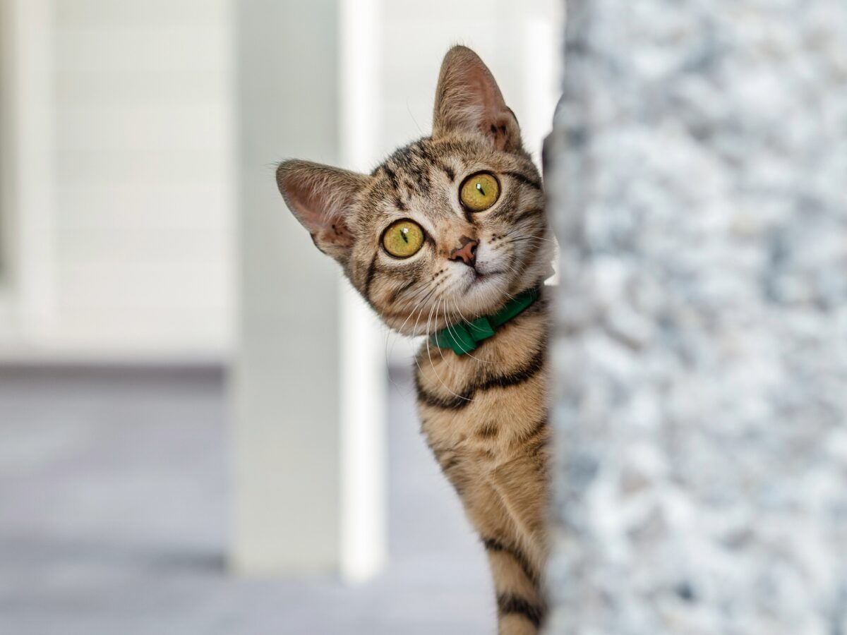 Handsome Kitty waiting for a furever home